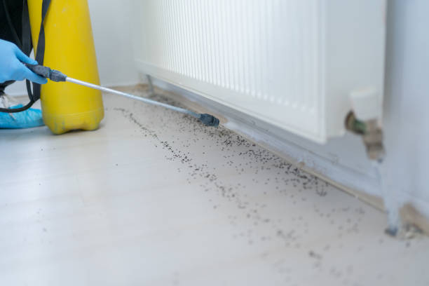 Best Local Pest Control Services  in Simpson, PA
